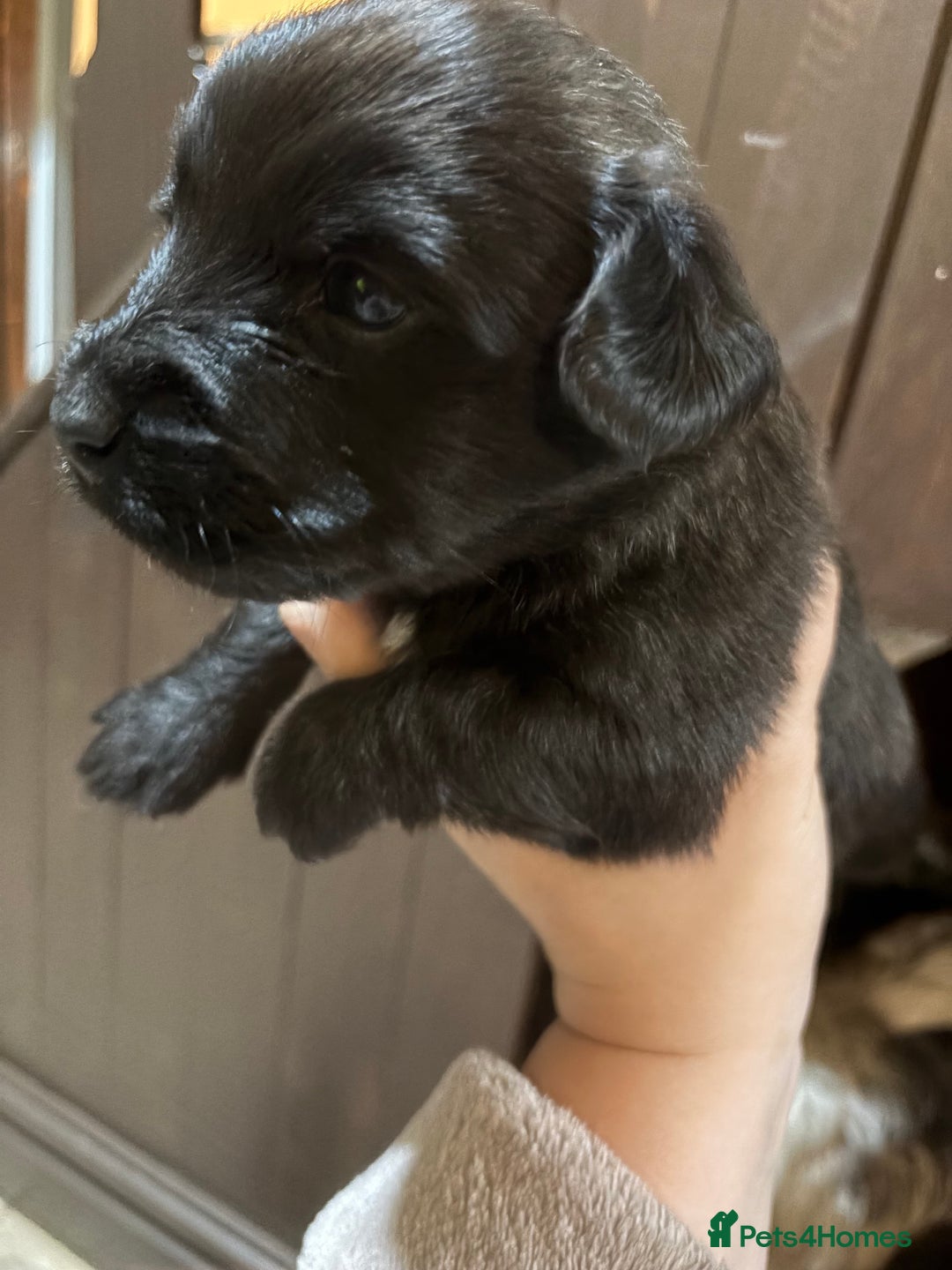 Skye Terrier dogs for sale: Skye terrier puppies lovely chunky rare breed pups - Image 29