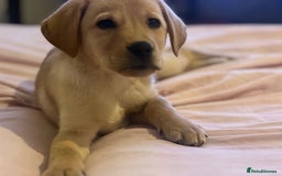 Labrador Retriever dogs for sale: beautiful female labrador puppy  - Image 3