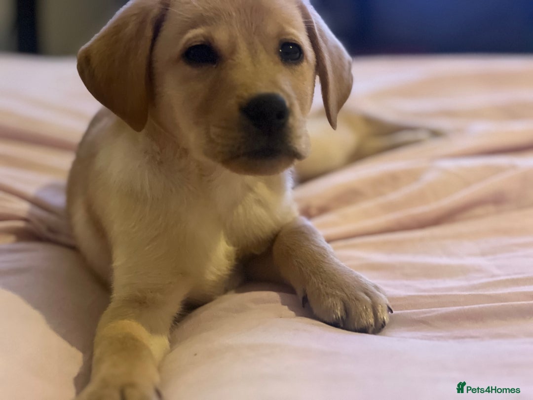 Labrador Retriever dogs for sale: beautiful female labrador puppy  - Image 3
