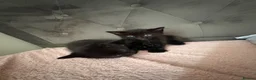 Domestic Shorthair cats for sale: 1x female 2x male black domestic shorthair  in Hull - Advert 6