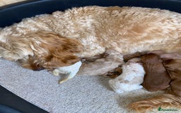 Cockapoo dogs for sale: 💙💙Cockerpoos🩷🩷 Ready Now💙🩷 - Image 11