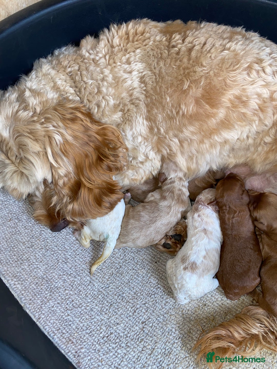 Cockapoo dogs for sale: 💙💙Cockerpoos🩷🩷 Ready Now💙🩷 - Image 11