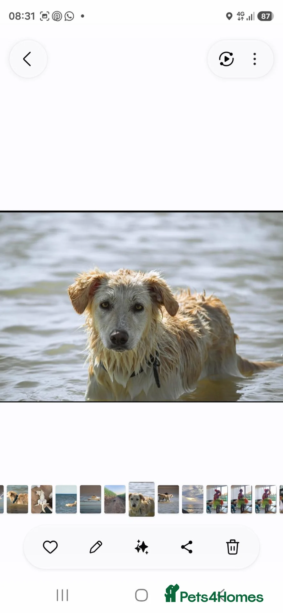 Mixed Breed dogs for sale: Rehome needed for Bailey in Crowborough - Advert 4