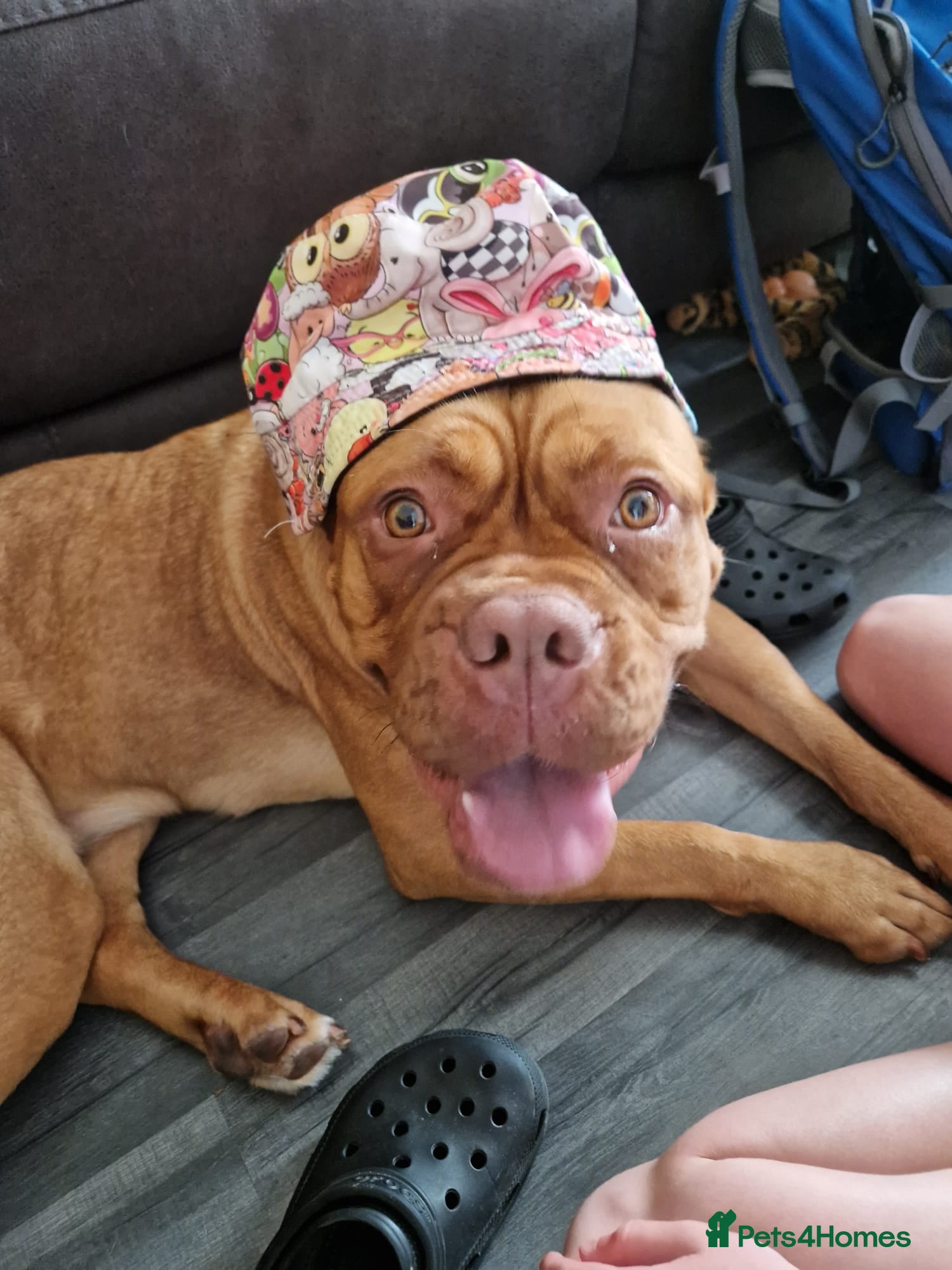 Dogue De Bordeaux dogs Dogue Du Bordeaux Puppies for Sale - Advert 1
