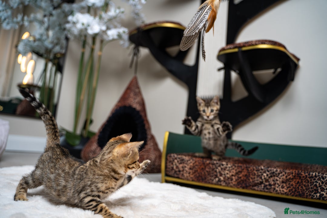 Bengal cats for sale: BABETTE-LAST available girl from the litter-TICA  - Image 30