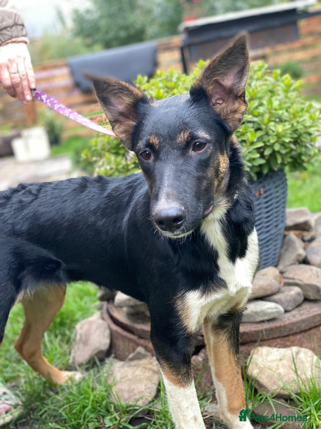 Mixed Breed dogs for adoption: URGENT: ❤️LINDA- 9 months old medium-to-large❤️ - Advert 10