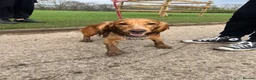 Cocker Spaniel dogs for sale: 6 Cute full of energy working cockers  - Advert 1
