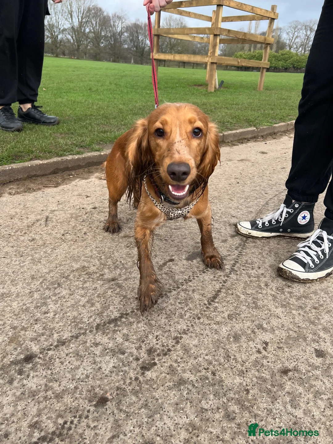 Cocker Spaniel dogs for sale: 6 Cute full of energy working cockers  - Advert 1