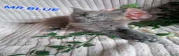 Maine Coon cats for sale: 3 Beautiful Maine coons  - Advert 1