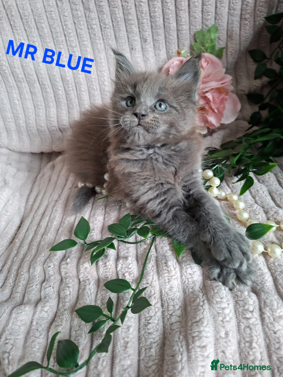Maine Coon cats for sale: 3 Beautiful Maine coons  - Advert 1