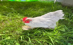 Chickens poultry for sale: Lavender pekin bantams  - Image 4