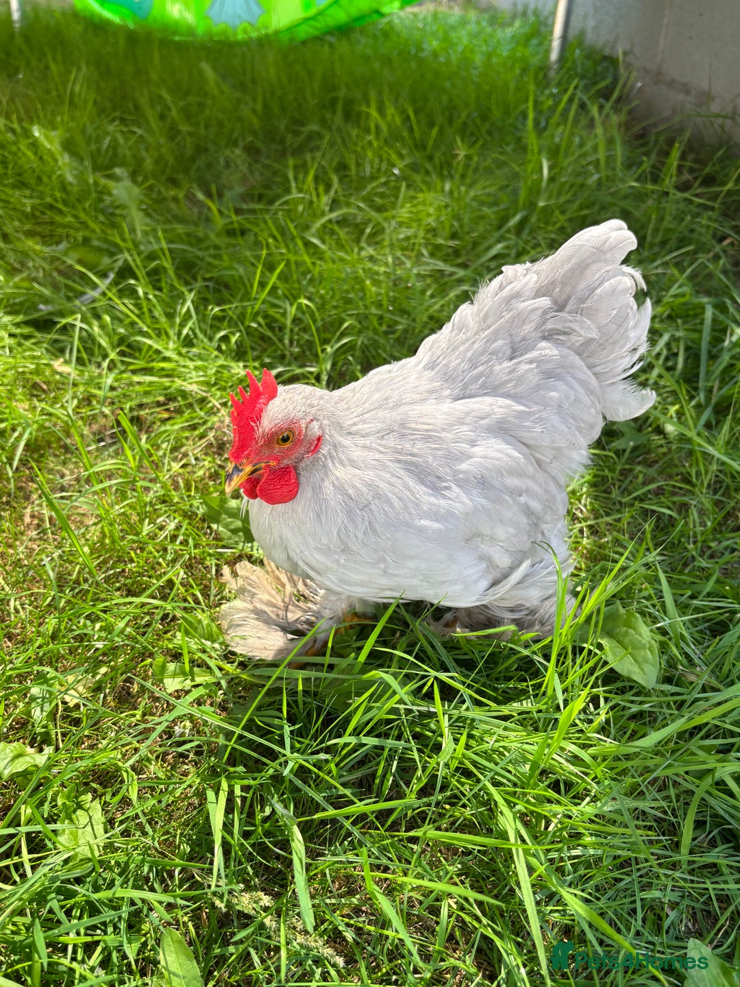 Chickens poultry for sale: Lavender pekin bantams  - Image 4