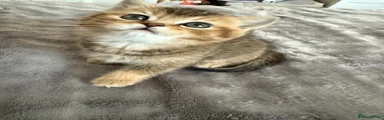Scottish Fold Kitten 2