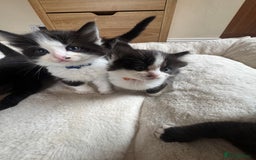 Ragdoll cats for sale: Ragdoll X kittens - Image 1