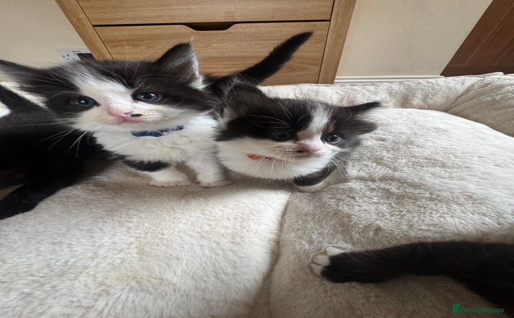 Ragdoll cats - Advert 1