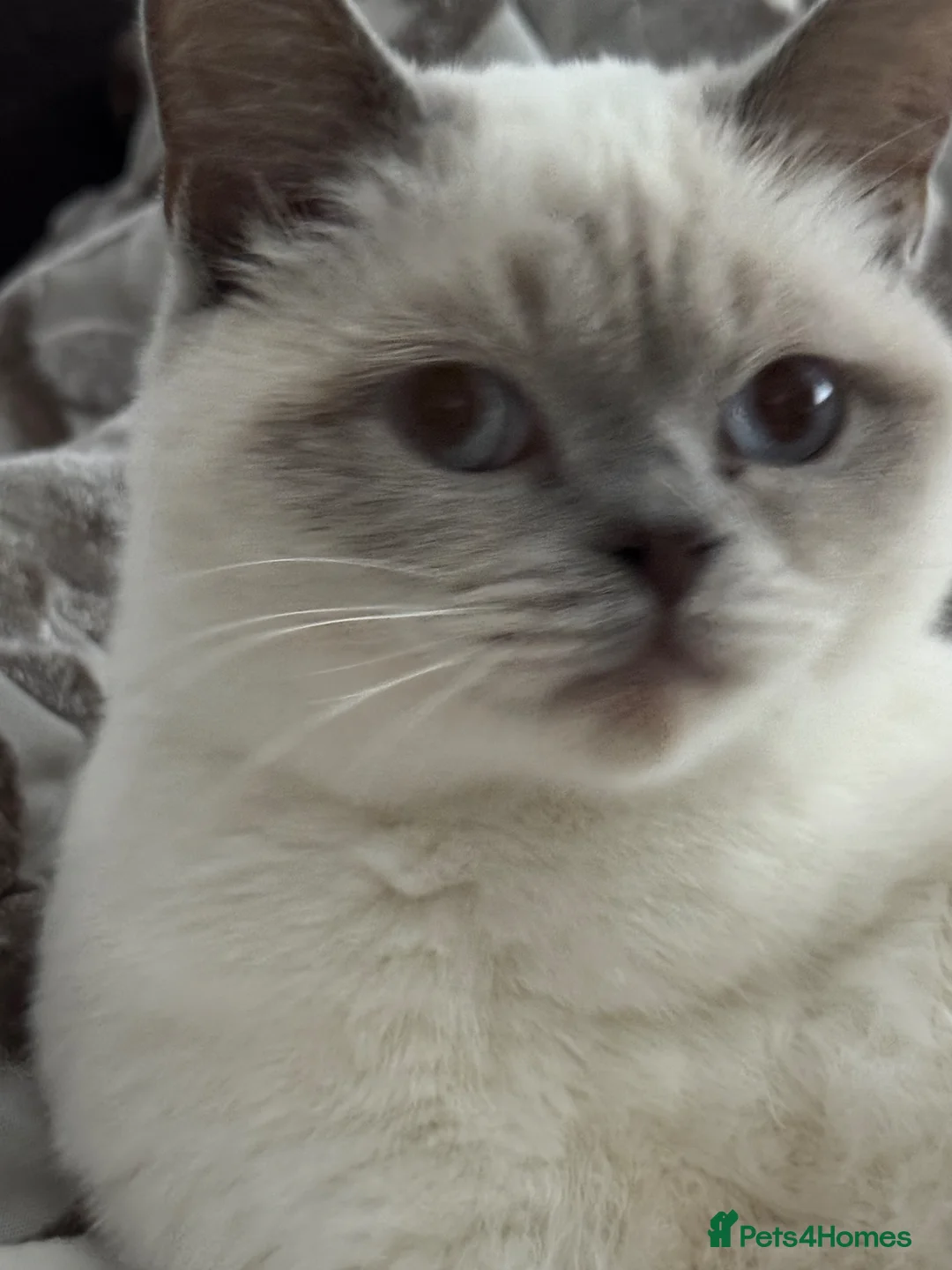 British Shorthair cats for sale: Snowbell - Advert 2