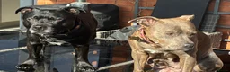 Staffordshire Bull Terrier dogs for sale: Beautiful chunky staffy pups ready to leave soon in Dudley - Advert 12