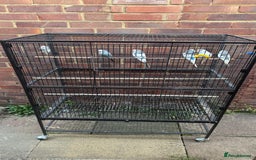 Budgerigars birds for sale: Last remaining Budgies for sale - Image 5