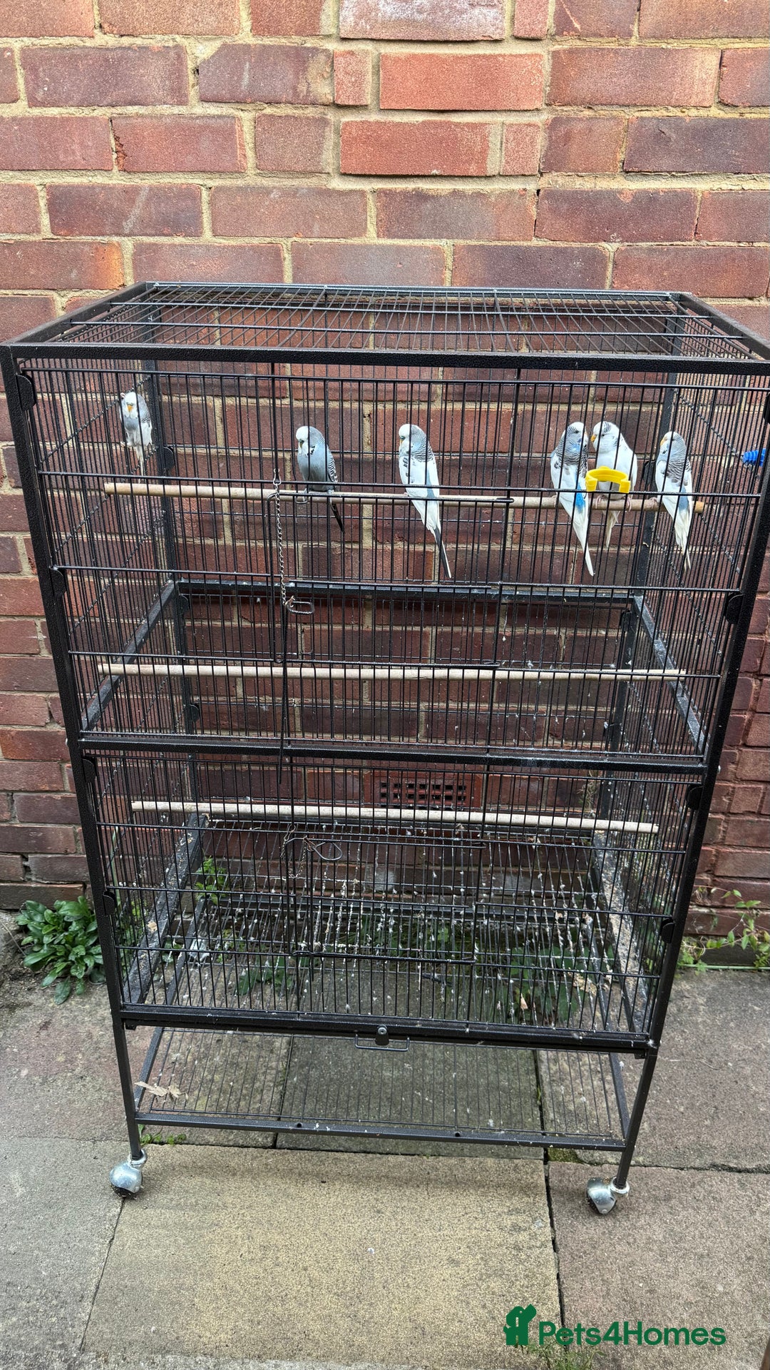 Budgerigars birds for sale: Last remaining Budgies for sale - Image 5