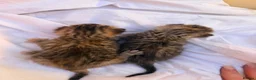Mixed Breed cats for sale: Tabby/bengal kittens  - Advert 5