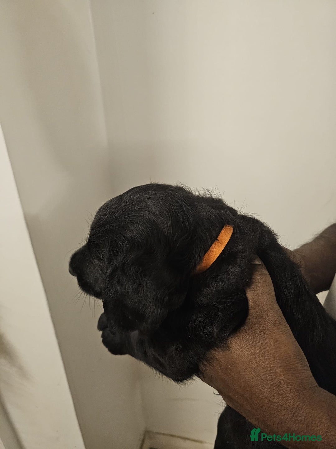 Labradoodle dogs for sale: Lovely Labradoodle puppies! 🐶  - Advert 9