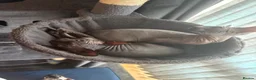 Sphynx cats for sale: Sphynx kittens in Bristol - Advert 1