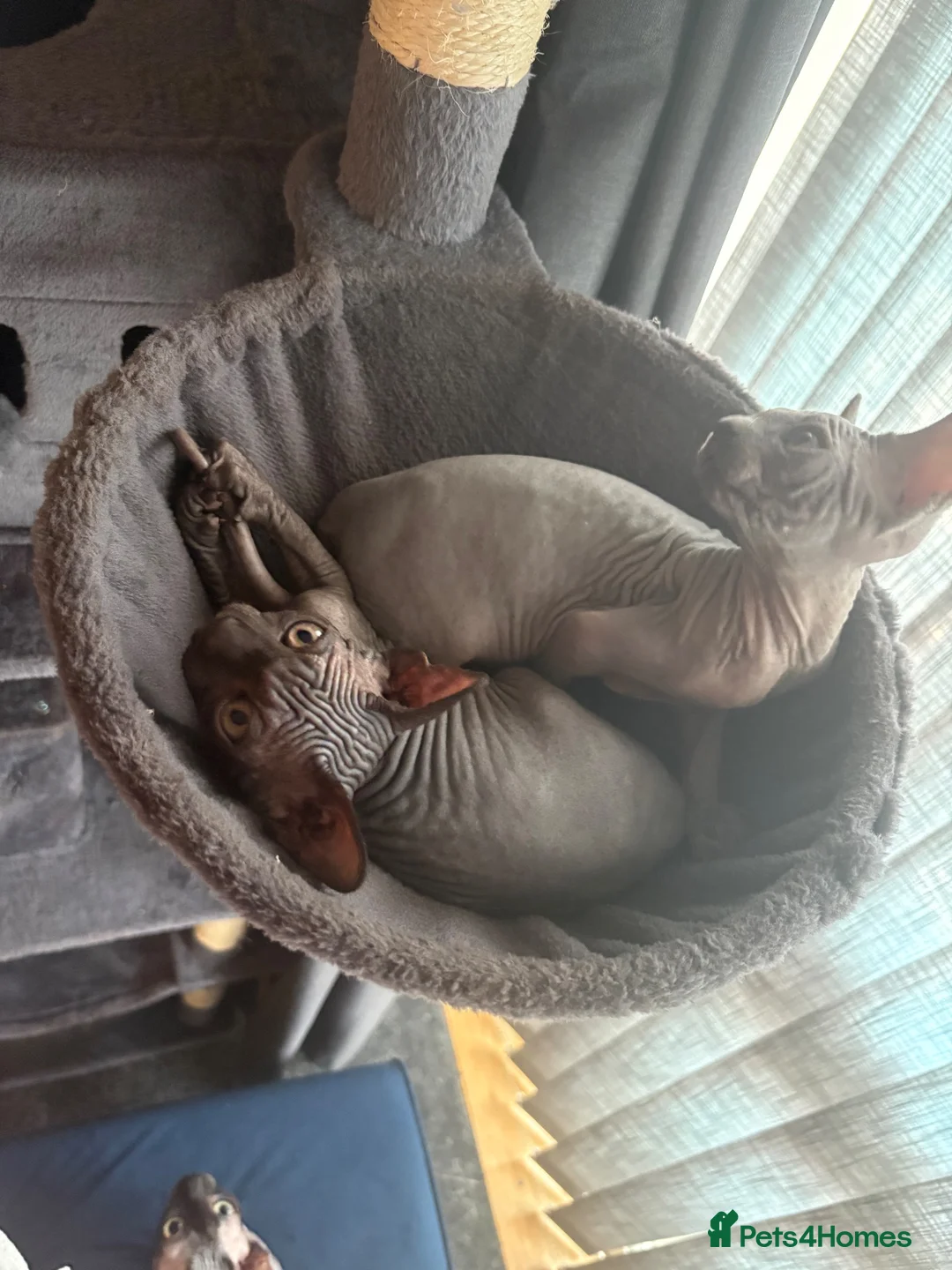 Sphynx cats for sale: Sphynx kittens in Bristol - Advert 1