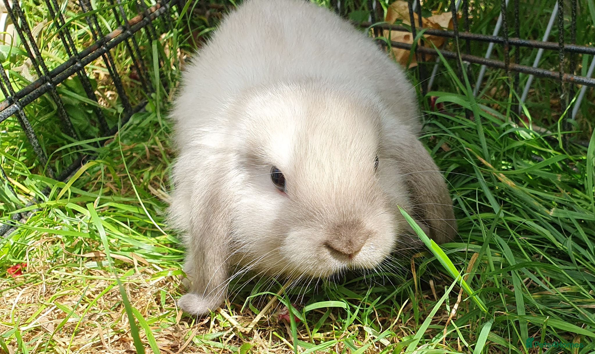 Mini Lop rabbits Friendly baby mini lops  Vaccinated RHD2 - Advert 1
