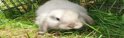 Mini Lop rabbits for sale: Friendly baby mini lops  Vaccinated RHD2 - Advert 1