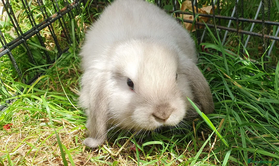 Mini Lop rabbits for sale: Friendly baby mini lops  Vaccinated RHD2 - Advert 1