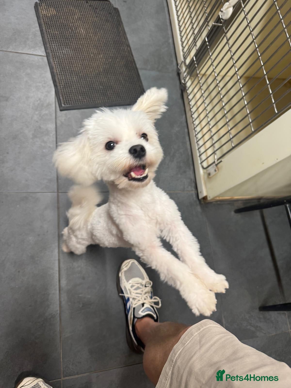 Maltipoo dogs for sale: Beautiful maltipoo puppies F1 - Advert 2
