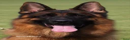 German Shepherd dogs for sale: Exceptional quality Female Long coat puppy  - Advert 2