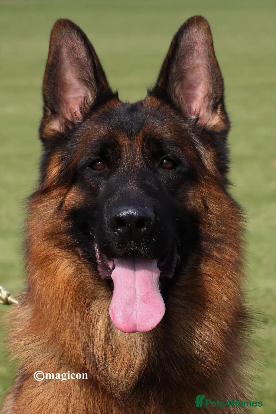 German Shepherd dogs for sale: Exceptional quality Female Long coat puppy  - Advert 2