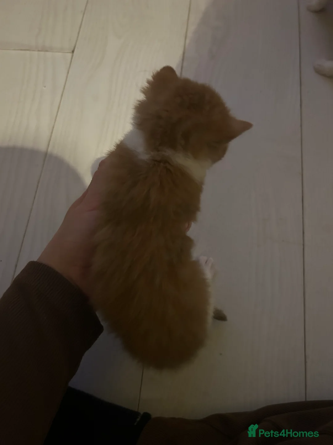 Mixed Breed cats for sale: 3 kittens for sale  - Advert 5