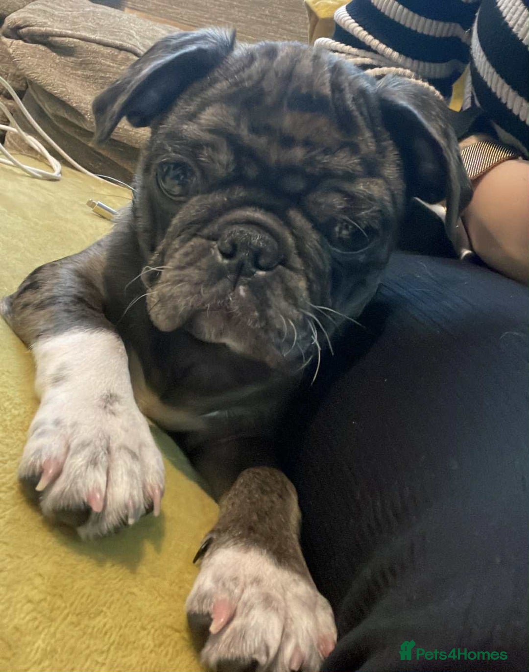 Pug dogs for sale: Loving Home Needed for Our Beautiful Puppy –Albert - Advert 4