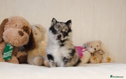 Pomsky dogs for sale: 5 tiny toy pomsky pups - Image 6