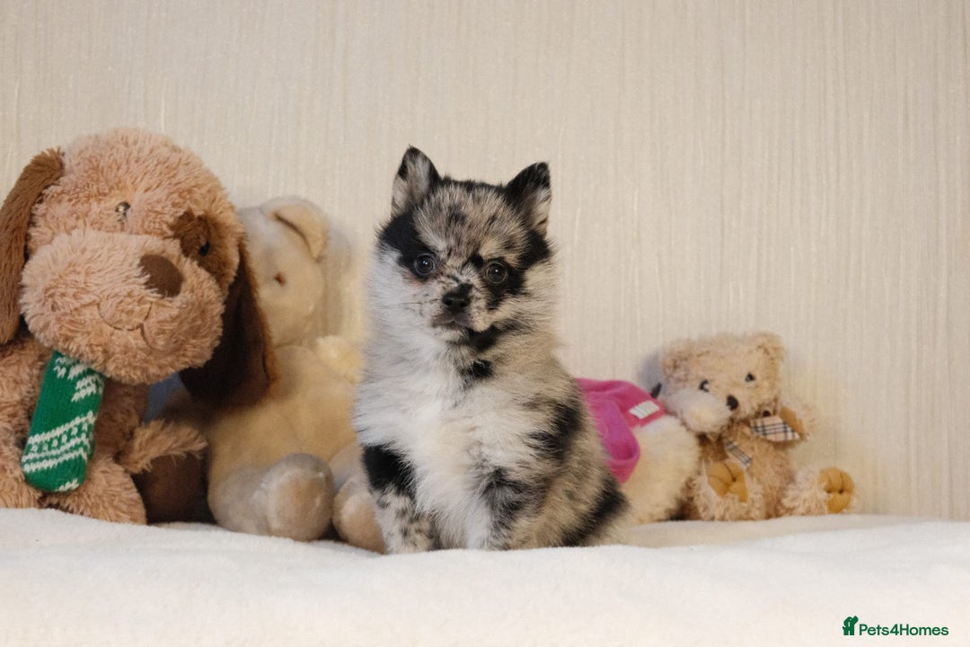 Pomsky dogs for sale: 5 tiny toy pomsky pups - Image 6