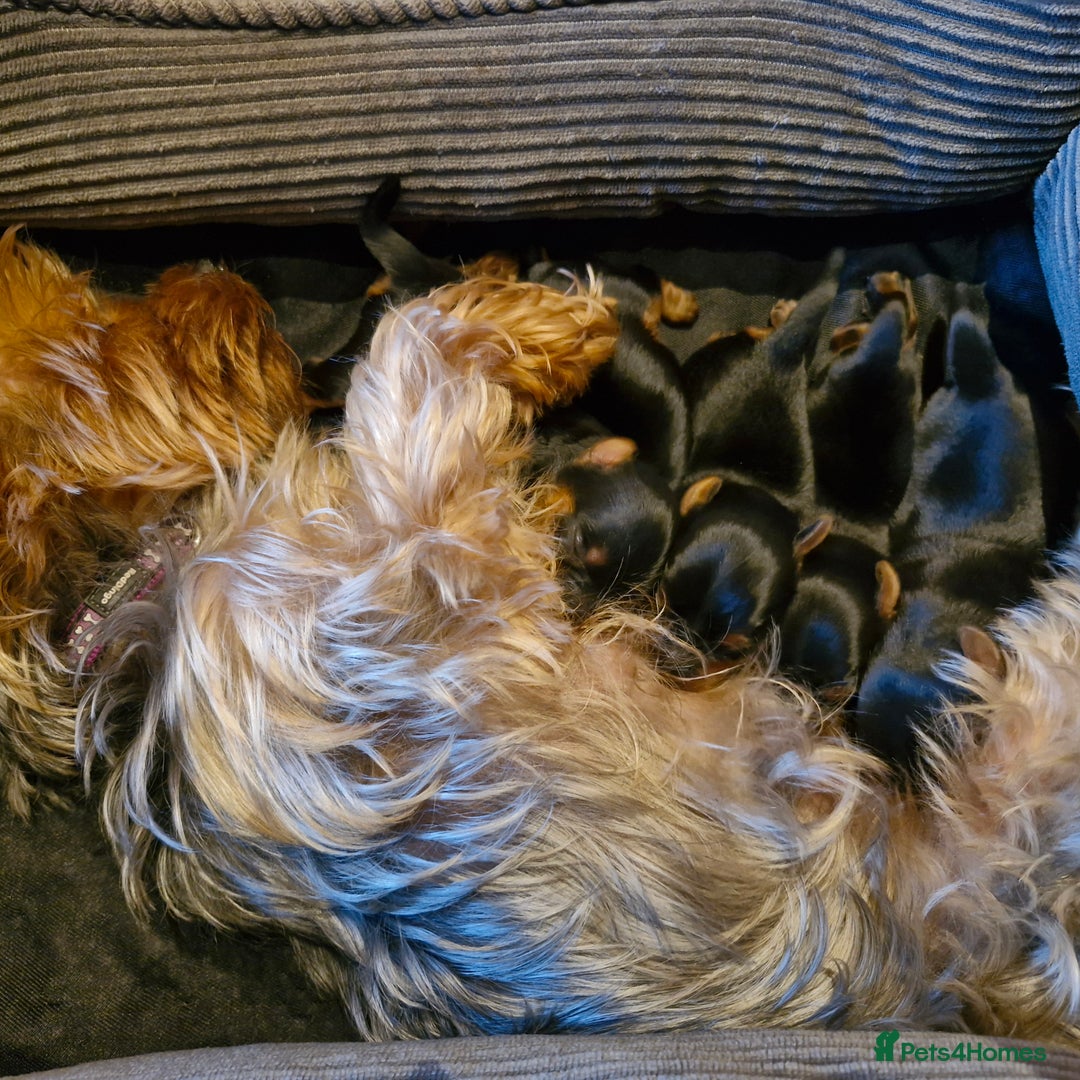 Yorkshire Terrier dogs for sale: Miniature Yorkshire terrier puppies - Image 9