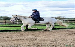 Irish Cob horses for sale: 16hh ex trekking cob mare  - Image 3