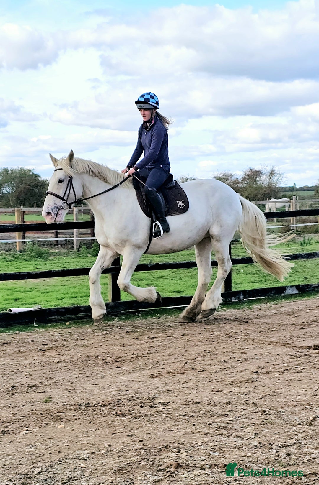 Irish Cob horses for sale: 16hh ex trekking cob mare  - Image 3