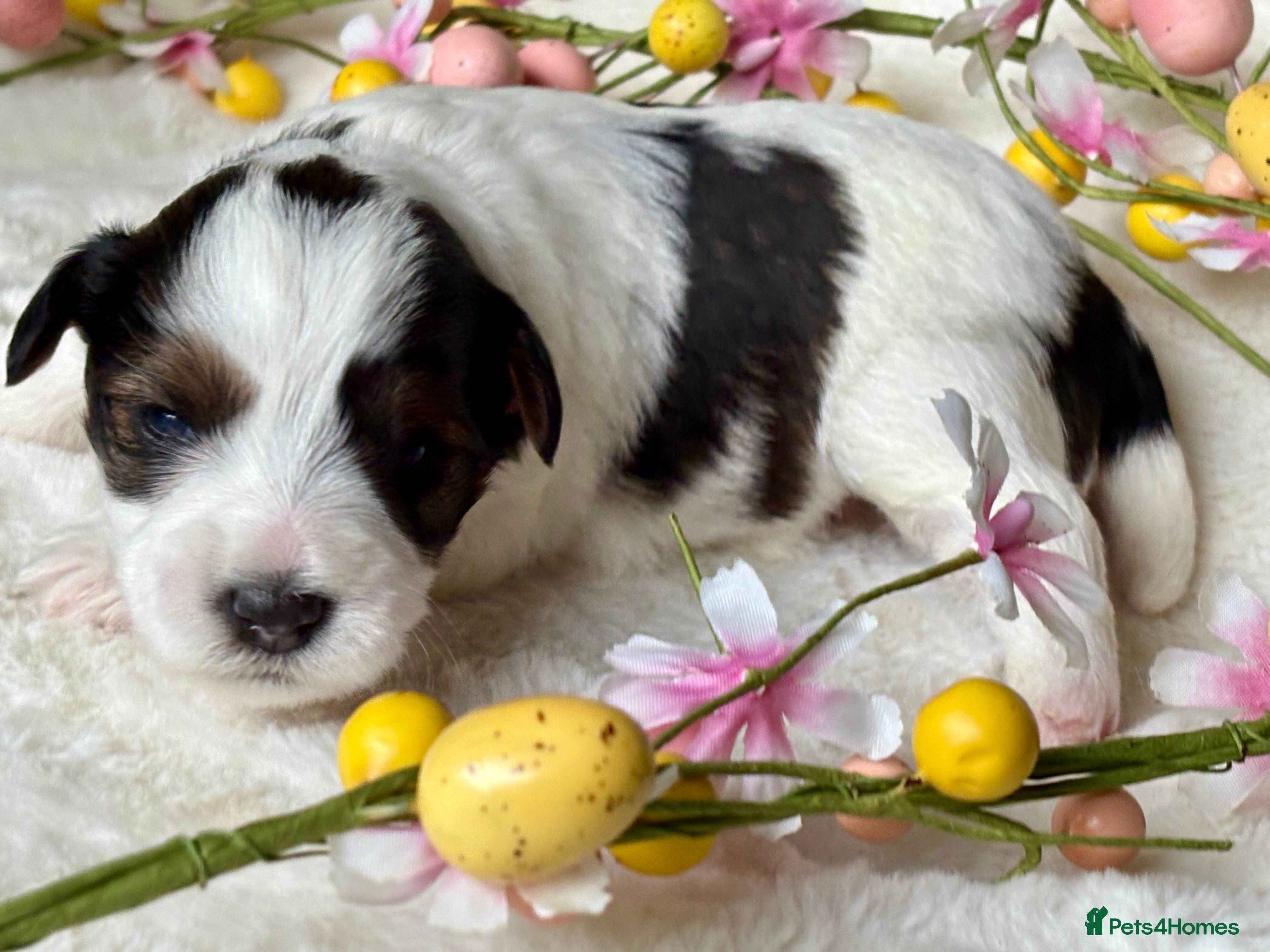 Miniature Schnauzer dogs 🌟Parti Chocolate & Black & White Mini Schnauzers - Advert 3