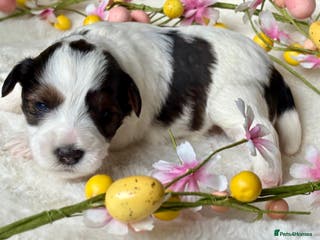 Miniature Schnauzer dogs 🌟Parti Chocolate & Black & White Mini Schnauzers - Advert 3