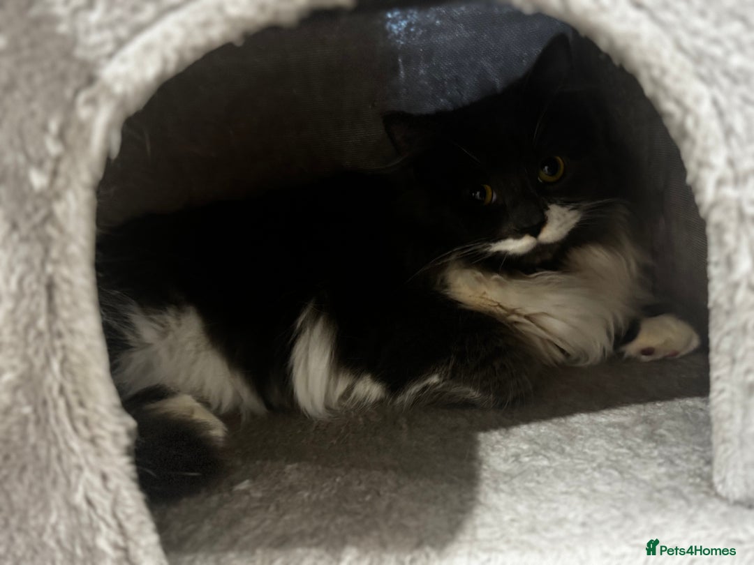 Mixed Breed cats for sale: 2 male kittens - Advert 3