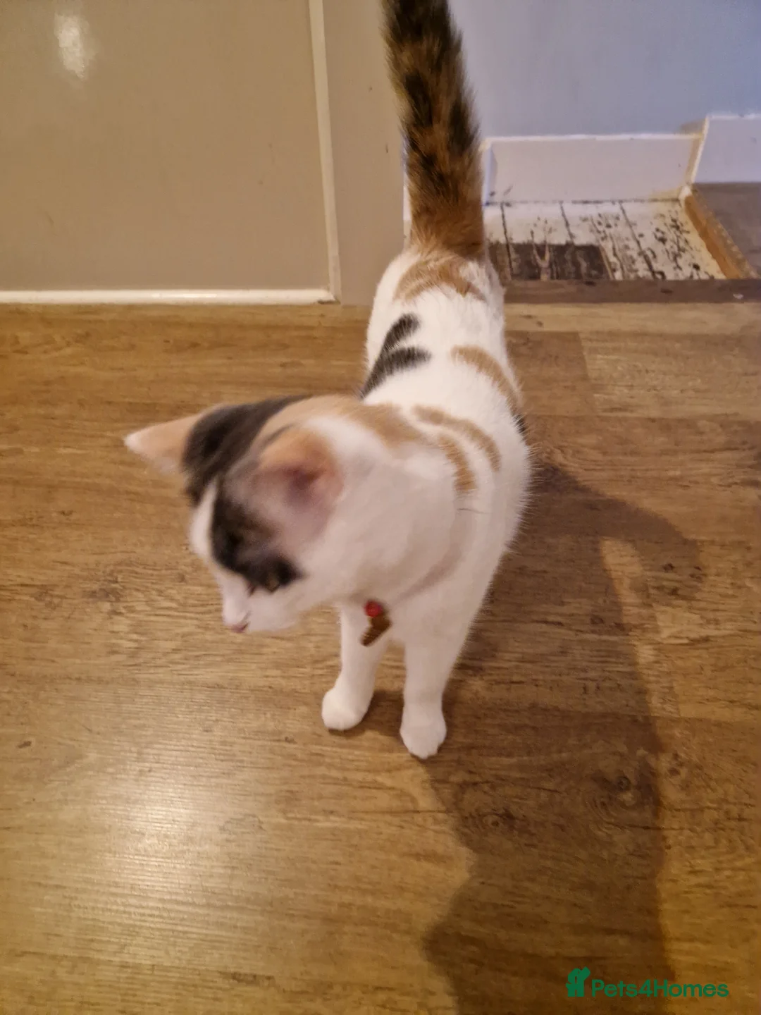 Mixed Breed cats for sale: Ragdoll x British short hair - Advert 3