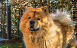 Chow Chow dogs for sale: Female chow chow  - Image 6