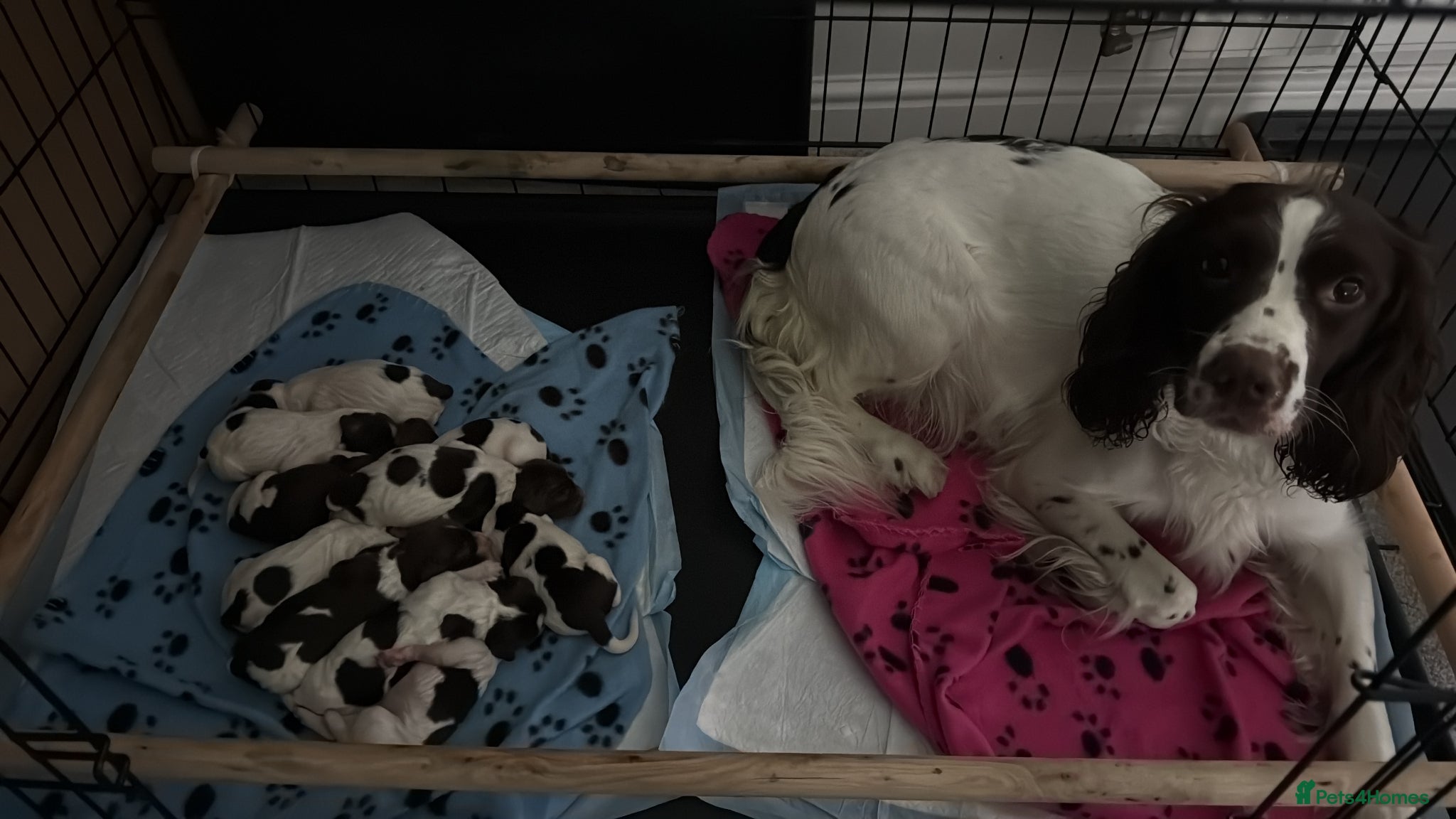 English Springer Spaniel dogs KC Registers Liver and White ESS Pups  - Advert 6