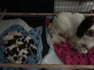 English Springer Spaniel dogs KC Registers Liver and White ESS Pups - Advert 8