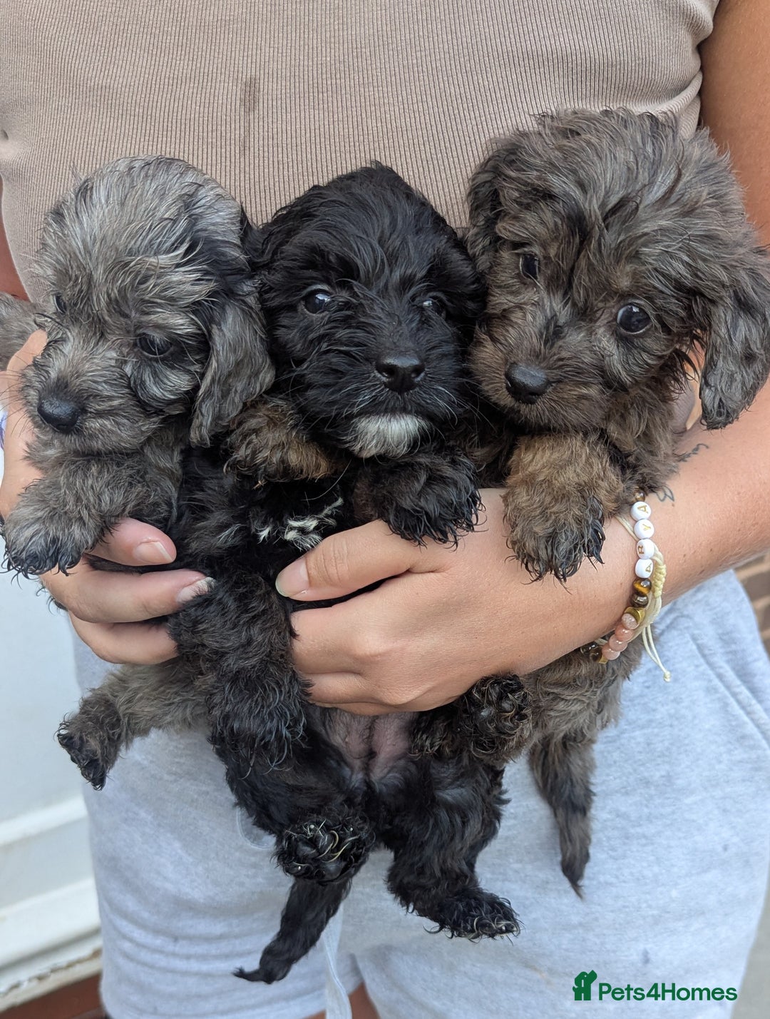 Cockapoo dogs for sale: Cockapoo Puppies (TOY) - Image 1