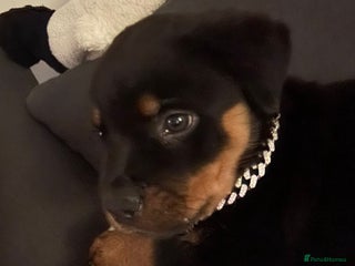 Rottweiler dogs * Ready Now* German - Chunky Rottweiler Puppies - Advert 2