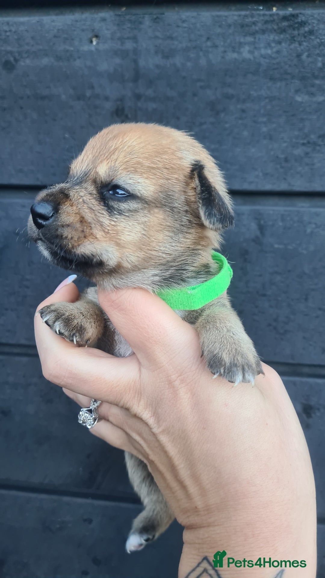 Mixed Breed dogs for sale: Patterjack x daxies pups available  - Advert 24